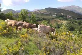 Turismo Rural Castell casa rural en Neril (Huesca)